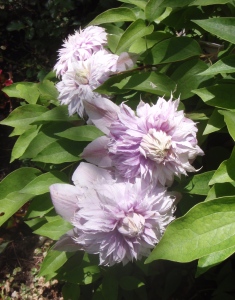 A double bloom clematis