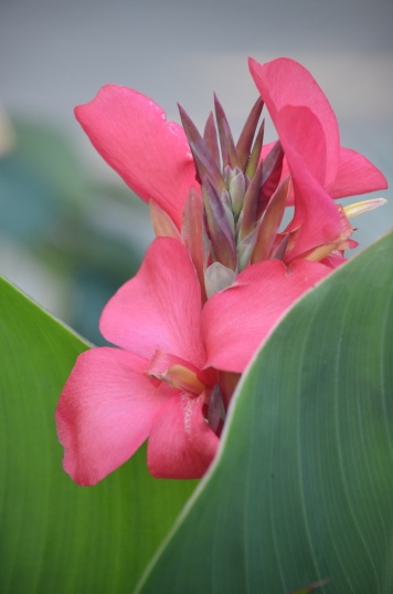 A flame red canna bloom