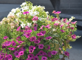A close-up of flowering plants in a container planting