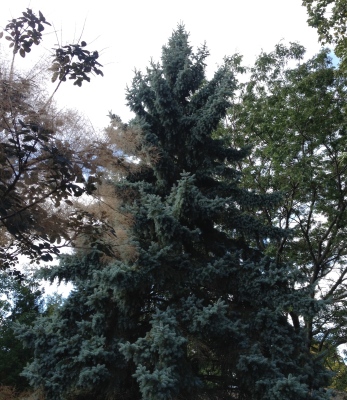 A towering Colorado Spruce showing its distinctive colouring