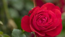 The new Canadian Shield rose is a brilliant red hardy landscape rose.