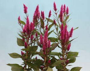 Rose blooms on a Celosia, an All-America Selections 2017 winner.
