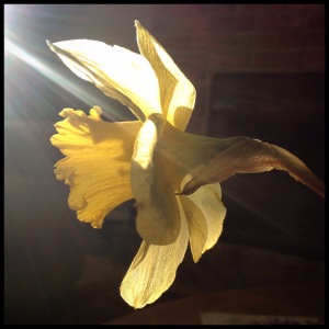 A daffodil is lit up by a sunbeam.