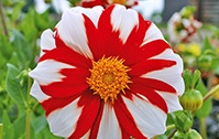 Dahlia 'Fire and Ice' is red and white, perfect for Canada 150.