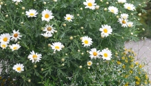 A container planting includes daisies.