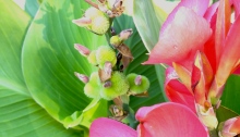 Flowers and seed heads of a canna.