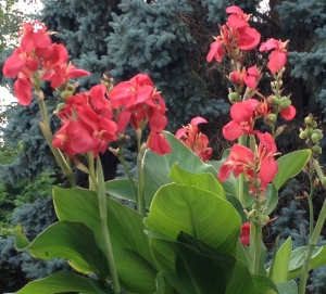 Spikes of canna blooms.