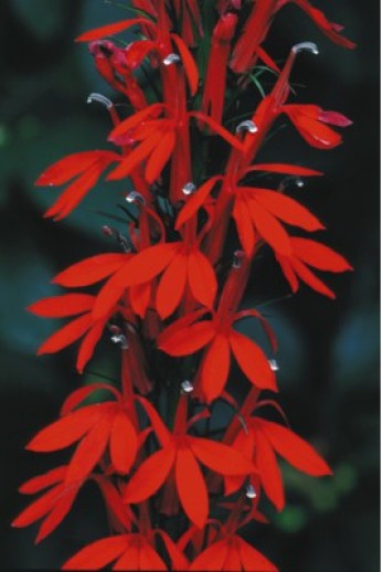 Cardinal flower, a Canadian native plant with brilliant red flowers.