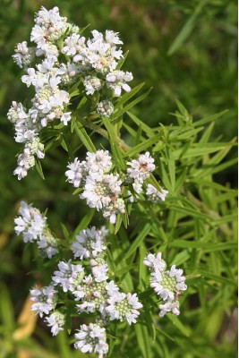 Mountain Mint, a Canadian native plant with small white flowers.
