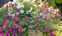 A close up of pink and white flowers in a container