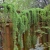 A weeping Japanese larch is a great space saver in a small garden.