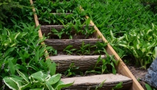 A staircase in a large woodland garden uses logs as treads