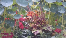 Nasturtium leaves tower over verbena blossoms in a container planting