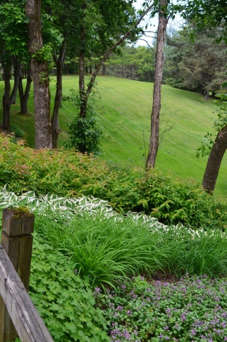 Rows of perennials stripe the hillside flanking the driveway of this woodland garden.