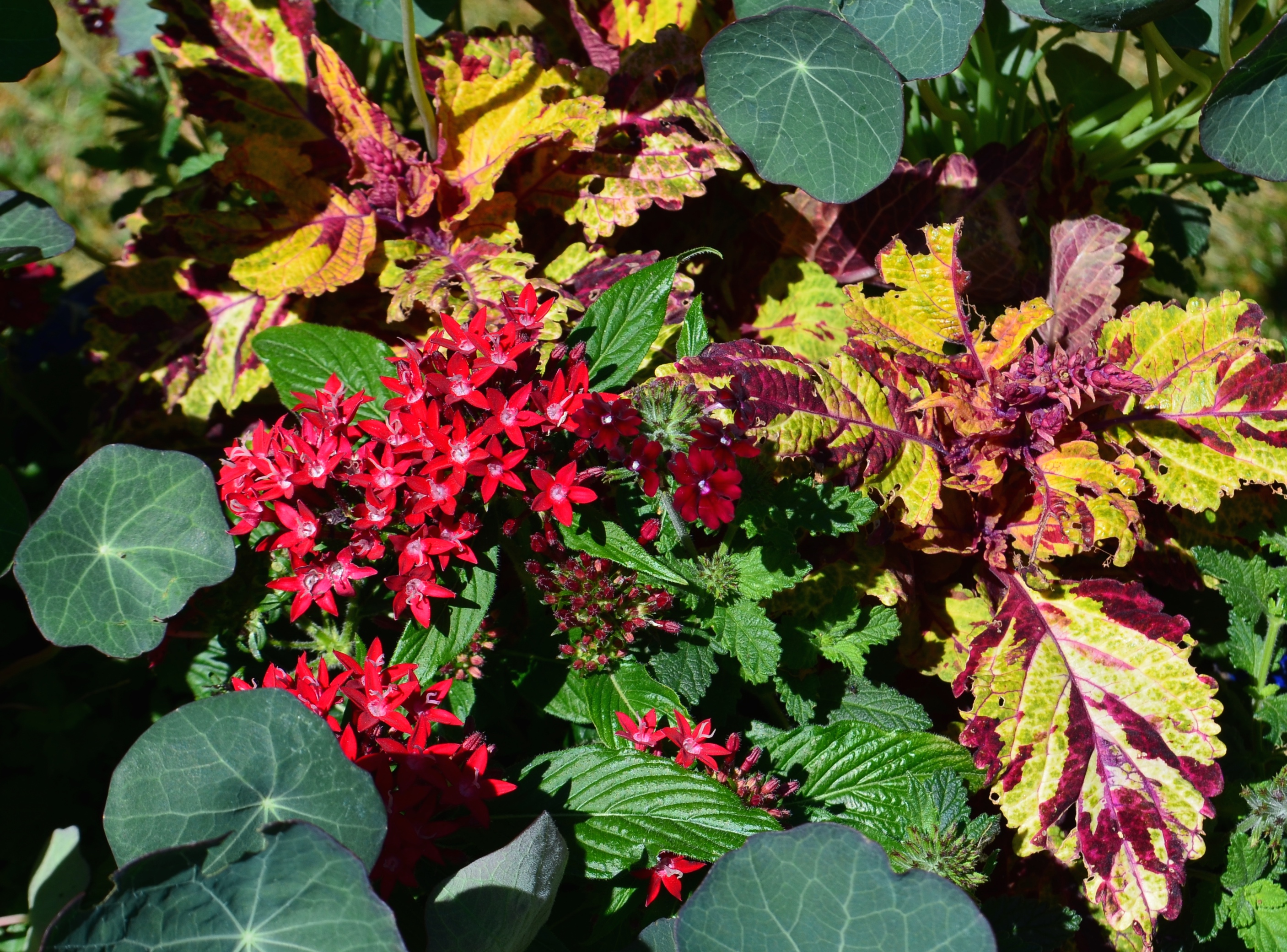 Pentas and coleus add fiery colours in a container recipe.