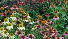 Echinacea flower seeds planted in fall for colour in the garden next year.