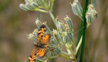An orange and black butterfly
