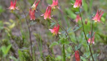 Aquilegia in Southern Ontario