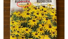 Rudbeckia Goldstrum