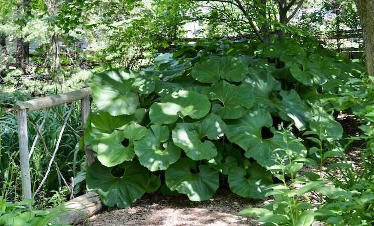 A large butterbur in shade
