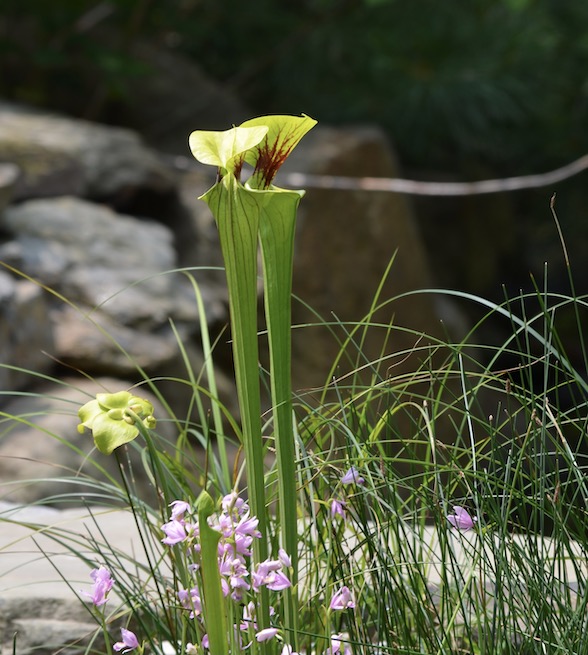 Tall yellow pitcher plants