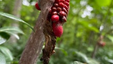 Berries of Jack In The Pulpit