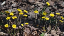 Coltsfoot patch