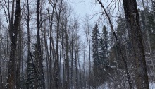 Cross country ski trail in forest