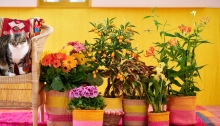 Flower Council of Holland photo of potted plants