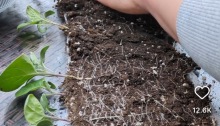 Seedlings full grown using snail method