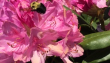 Bee on pink bloom